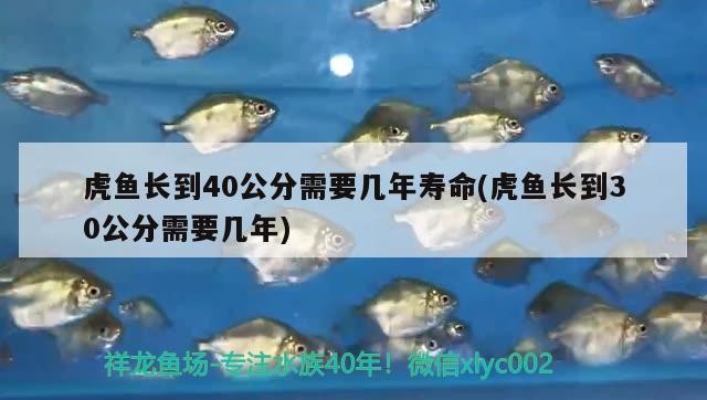 虎魚長到40公分需要幾年壽命(虎魚長到30公分需要幾年)