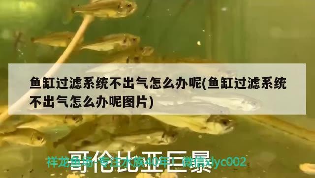 珍珠龜干養還是水養好用什么水養好