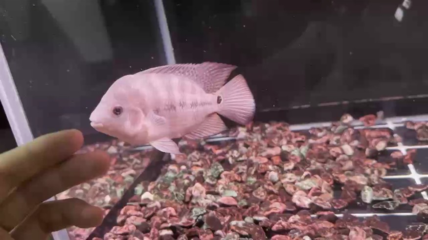 9月21日，小馬剛入缸視頻，嚴重縮頭，都懷疑是不是我買的那條魚，真丑～[wabi]