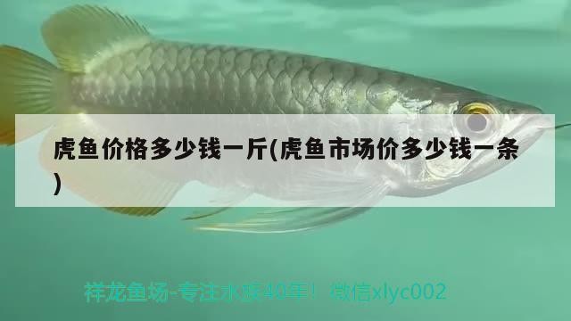 虎魚價格多少錢一斤(虎魚市場價多少錢一條)