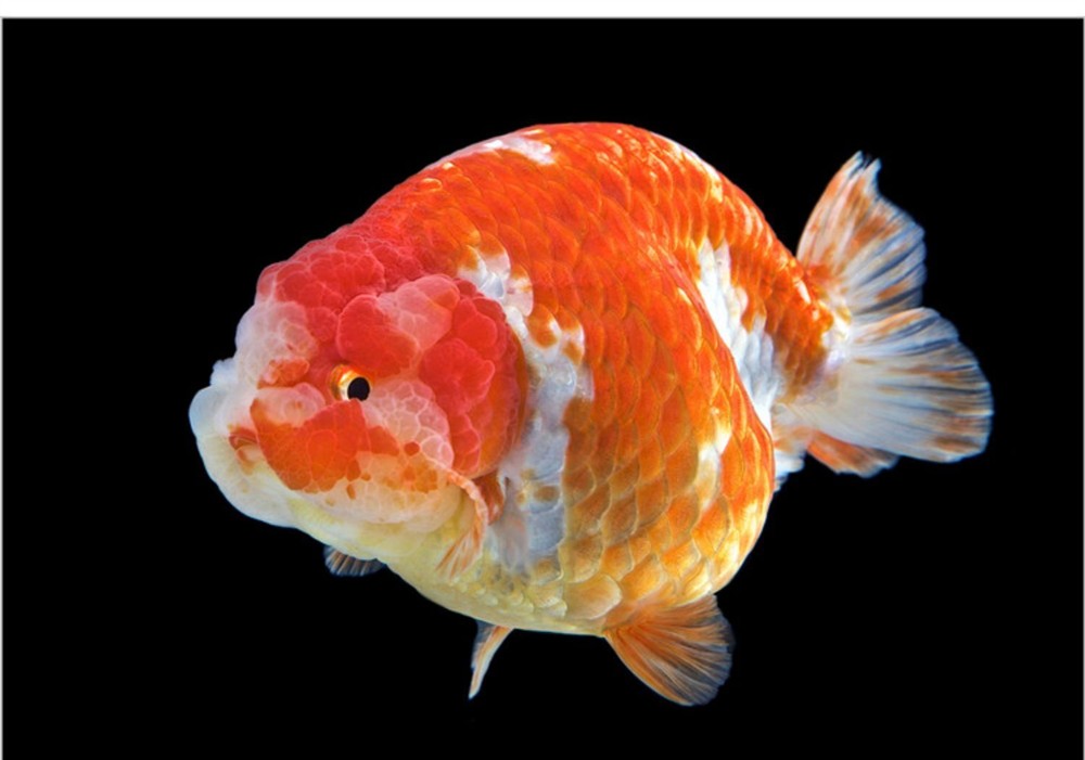 龍魚虎魚混養視頻教程大全圖片(龍魚虎魚混養視頻教程大全圖片)