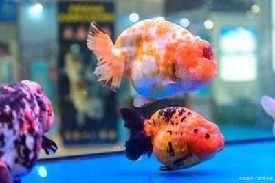 龍魚虎魚混養視頻教程大全圖片(龍魚虎魚混養視頻教程大全圖片)