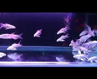 超白金魚缸錦鯉魚缸：超白金魚缸與錦鯉魚缸的區別