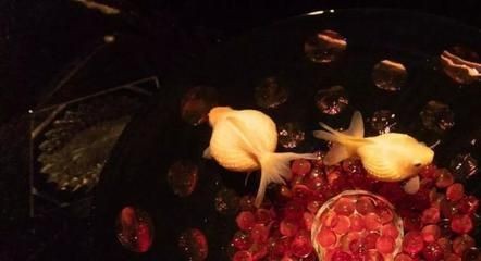 成品魚缸玻璃能切割嗎視頻：成品魚缸的玻璃切割技巧在制作過程中需要注意一些細節(jié)問題