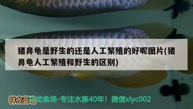 豬鼻龜是野生的還是人工繁殖的好呢圖片(豬鼻龜人工繁殖和野生的區別)