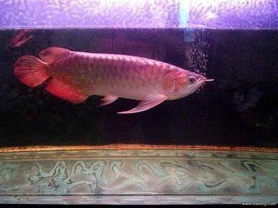龍魚(yú)和虎魚(yú)打架怎么辦視頻(龍魚(yú)vs虎魚(yú))