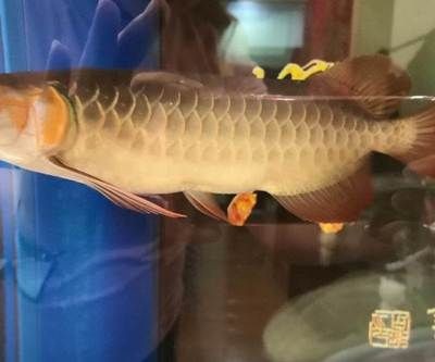 龍魚(yú)和虎魚(yú)打架怎么辦視頻(龍魚(yú)vs虎魚(yú))
