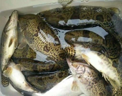 鯧魚放魚缸能養活嗎：鯧魚可以在魚缸中養殖嗎