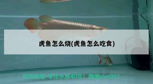 龍魚缸什么底色好看(龍魚缸顏色)