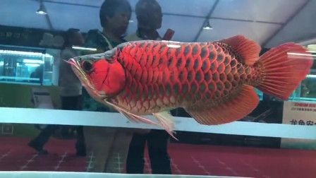 紅龍魚顏色發黃怎么辦