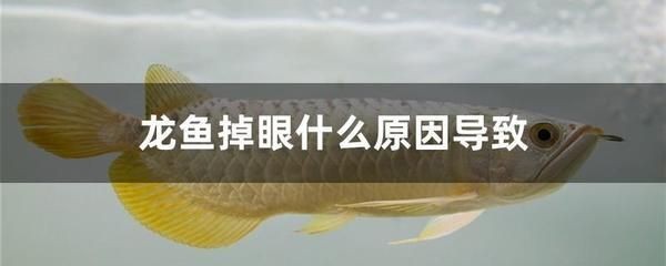 龍魚不游動就下沉怎么回事兒