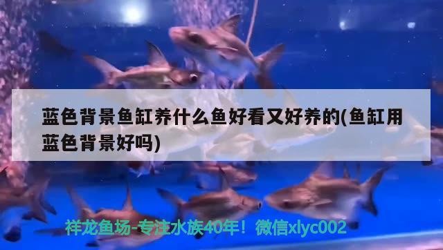 藍色背景魚缸養(yǎng)什么魚好看又好養(yǎng)的(魚缸用藍色背景好嗎)