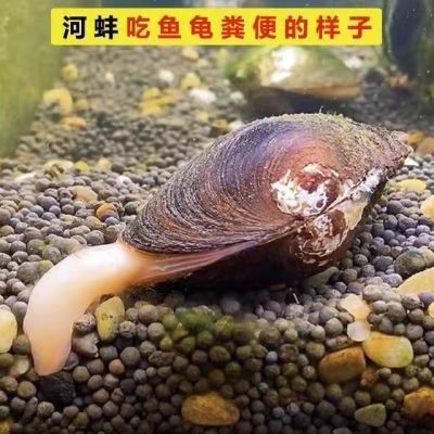 貝殼能凈化魚缸水質嗎：貝殼可以凈化魚缸水質嗎？