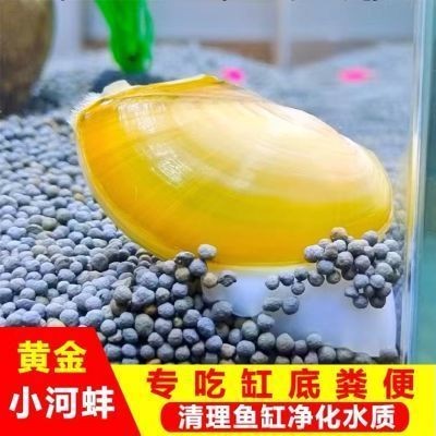 貝殼能凈化魚缸水質嗎：貝殼可以凈化魚缸水質嗎？