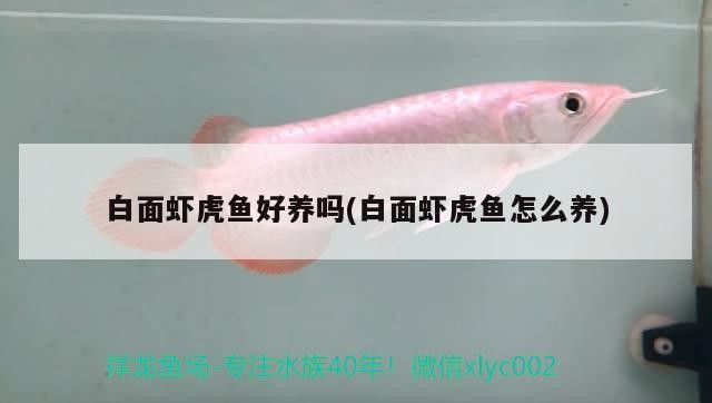 白面蝦虎魚好養嗎(白面蝦虎魚怎么養)