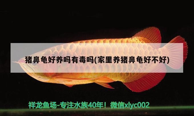 豬鼻龜好養嗎有毒嗎(家里養豬鼻龜好不好)