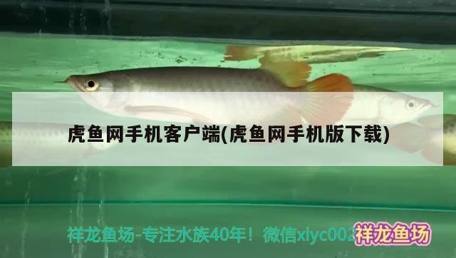銀龍魚用開燈嗎怎么養(yǎng)活(養(yǎng)金龍魚用什么燈)