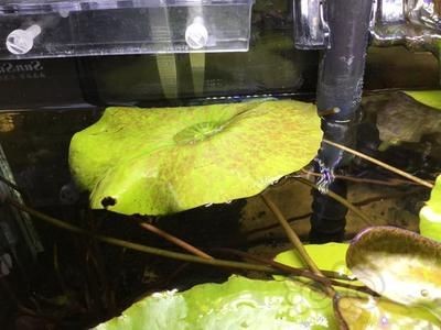 魚缸里常見的蟲子：在魚缸中常見的蟲子主要有以下幾種