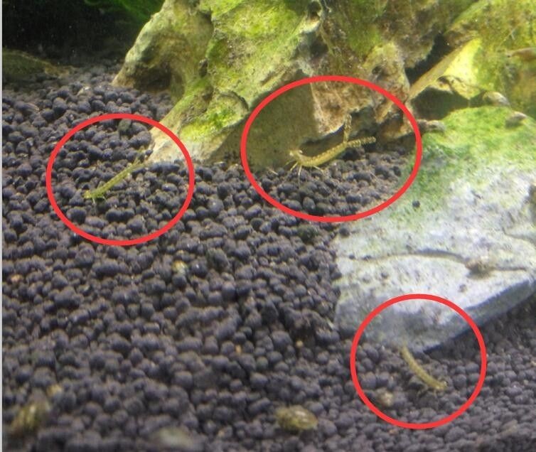 魚缸里常見的蟲子：在魚缸中常見的蟲子主要有以下幾種