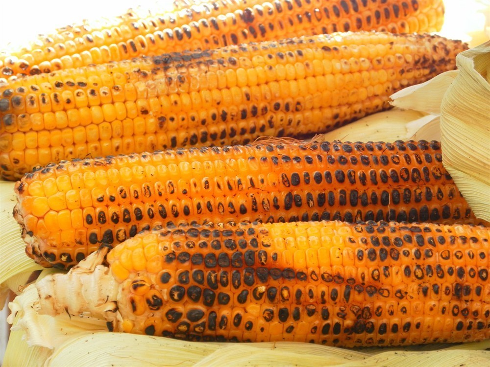 招財貓魚可不可以吃火腿腸（招財貓魚可不可以吃火腿腸呢）