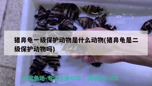 豬鼻龜一級保護動物是什么動物(豬鼻龜是二級保護動物嗎)