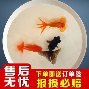 銀龍魚紅龍魚區別大嗎(銀龍魚紅龍魚區別大嗎視頻)