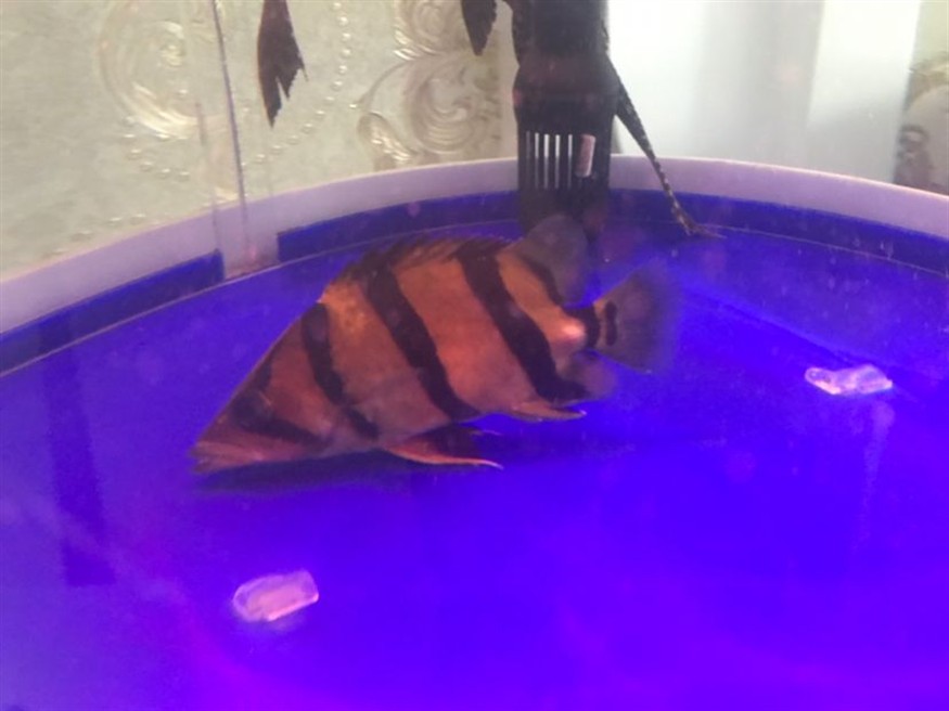 虎魚尾巴上起了個鼓包