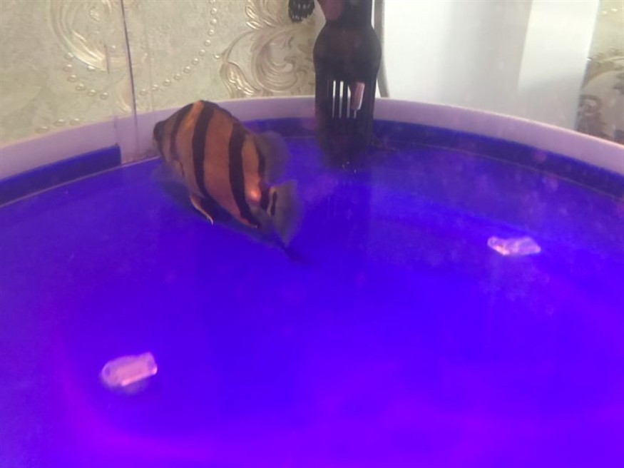 虎魚尾巴上起了個鼓包