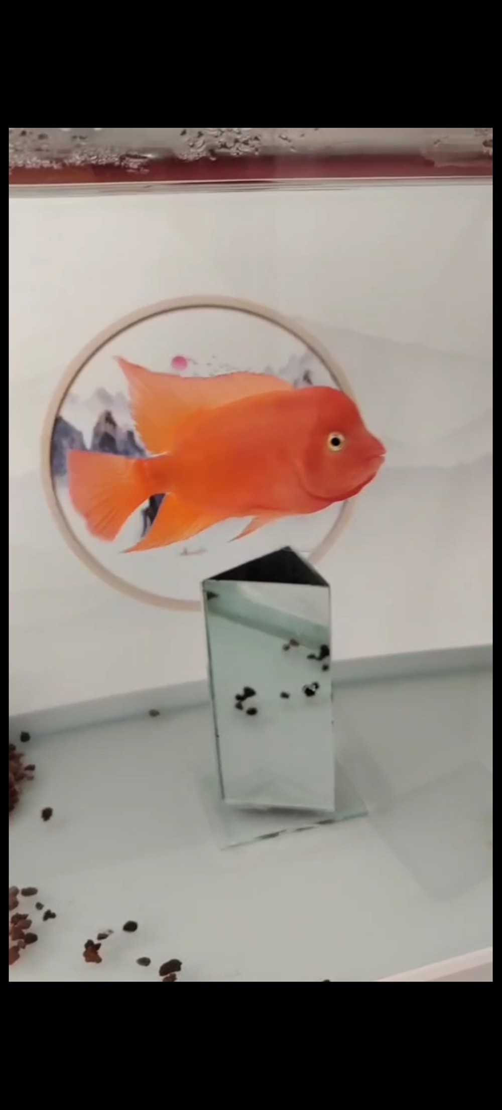 東面放魚缸好不好風水:家居風水魚缸的擺放技巧 魚缸百科 第1張 東面放魚缸好不好風水:家居風水魚缸的擺放技巧 東面放魚缸好不好風水:家居風水魚缸的擺放技巧 魚缸百科 第1張