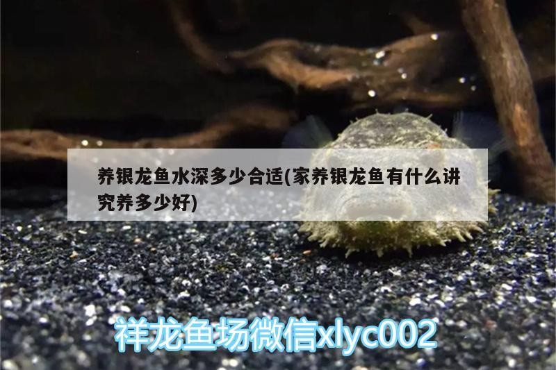 養(yǎng)銀龍魚水深多少合適(家養(yǎng)銀龍魚有什么講究養(yǎng)多少好)