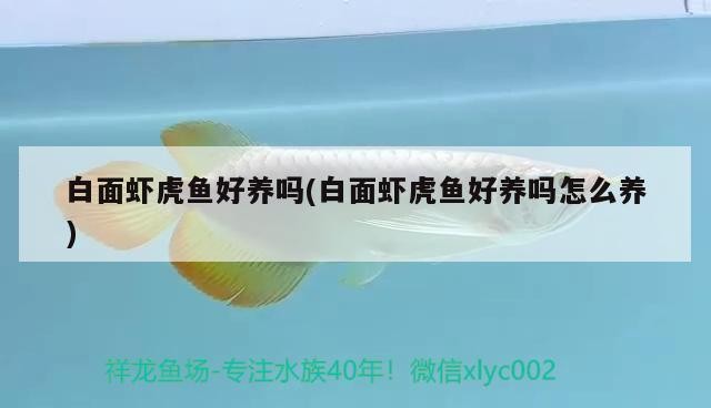 白面蝦虎魚好養嗎(白面蝦虎魚好養嗎怎么養)