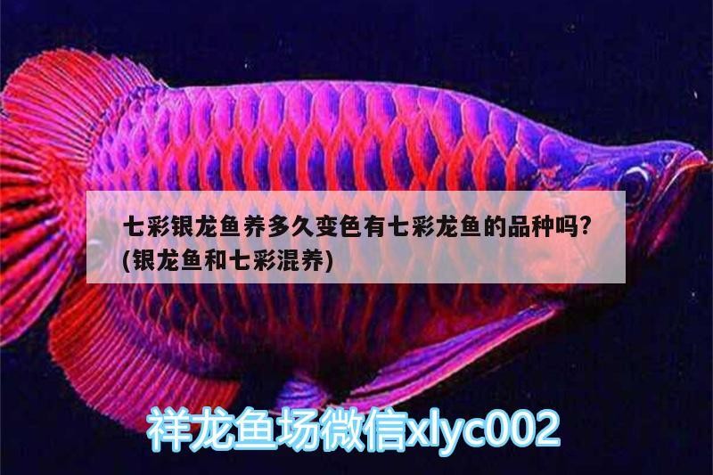 七彩銀龍魚養多久變色有七彩龍魚的品種嗎?(銀龍魚和七彩混養)