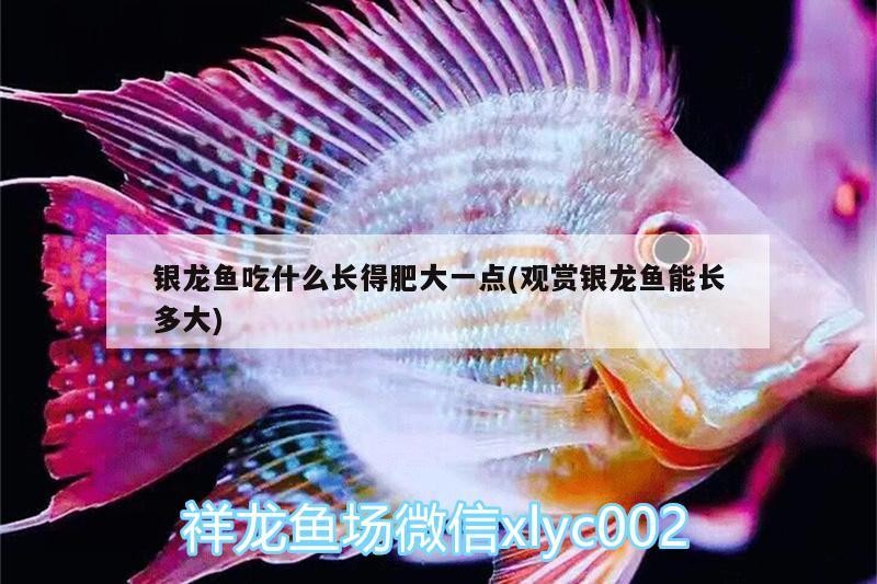 銀龍魚吃什么長得肥大一點(觀賞銀龍魚能長多大)