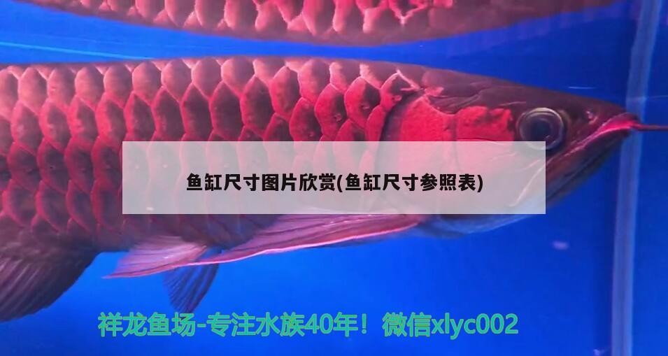 魚缸尺寸圖片欣賞(魚缸尺寸參照表) 魚缸尺寸圖片欣賞(魚缸尺寸參照表) 森森魚缸