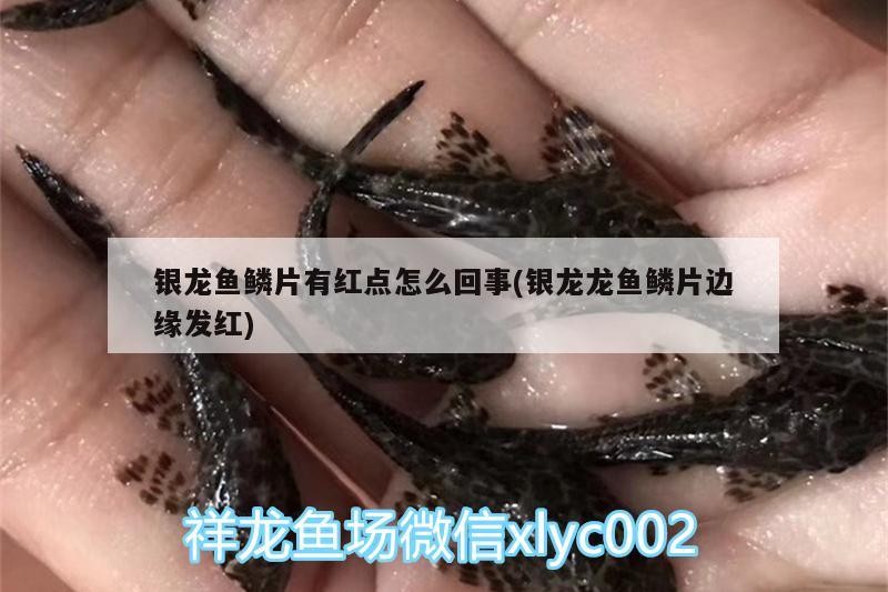 銀龍魚鱗片有紅點怎么回事(銀龍龍魚鱗片邊緣發(fā)紅) 銀龍魚鱗片有紅點怎么回事(銀龍龍魚鱗片邊緣發(fā)紅) 銀龍魚百科