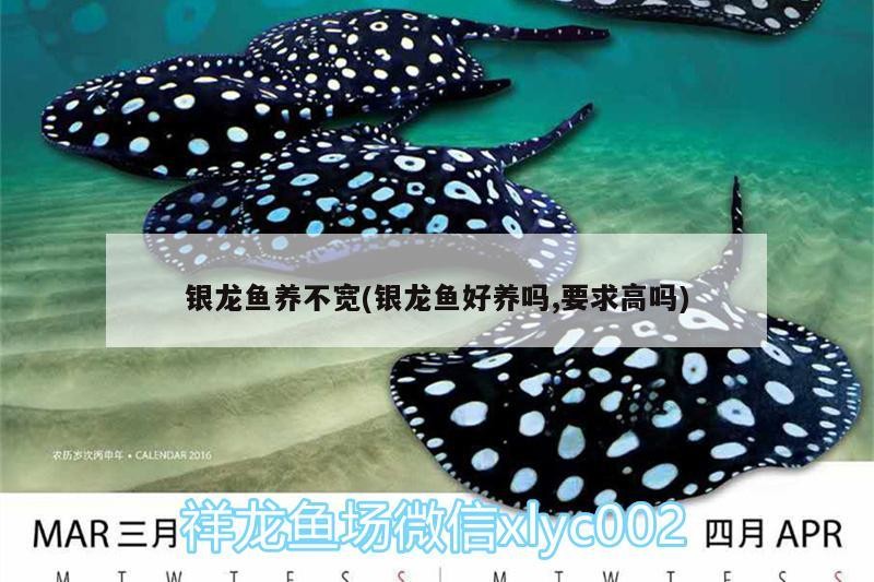 銀龍魚養不寬(銀龍魚好養嗎,要求高嗎)