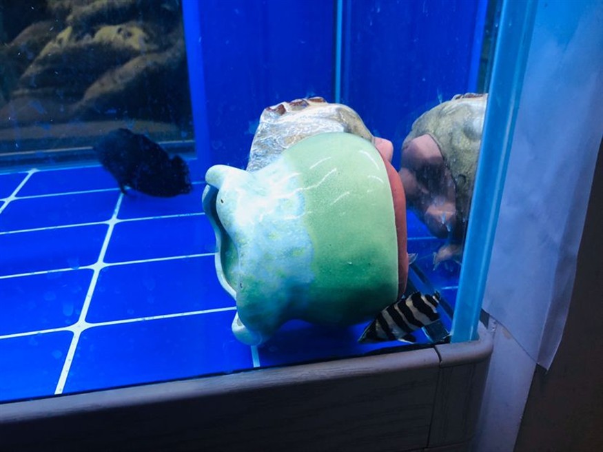 小虎魚每時每克經歷著生死
