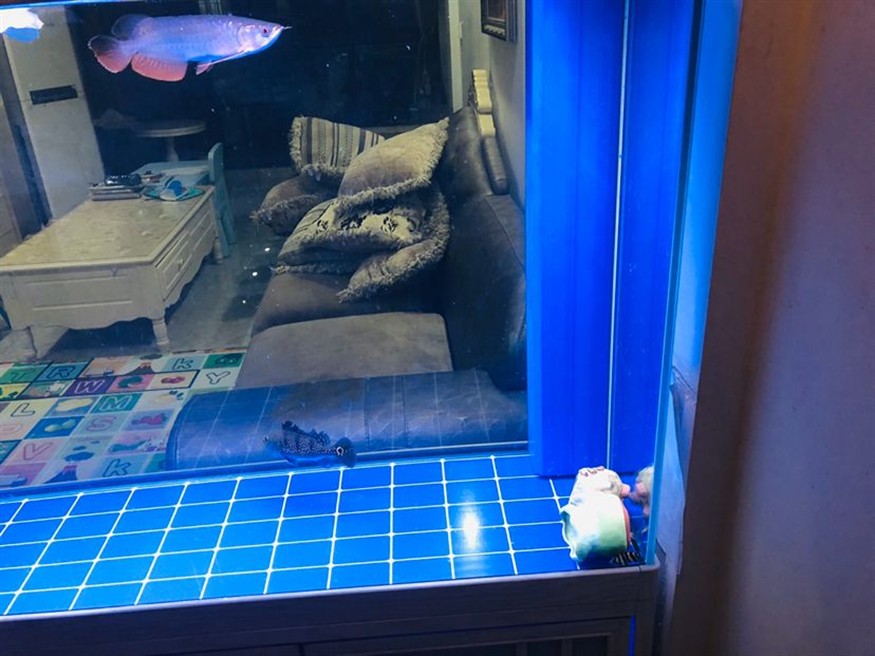 小虎魚每時每克經歷著生死