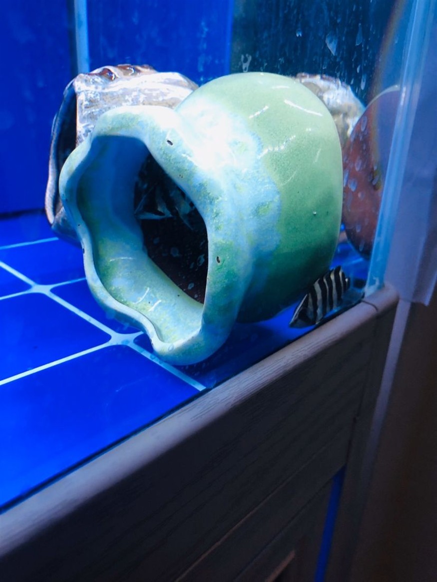 小虎魚每時每克經歷著生死