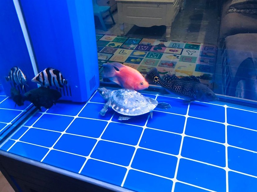 小虎魚每時每克經歷著生死