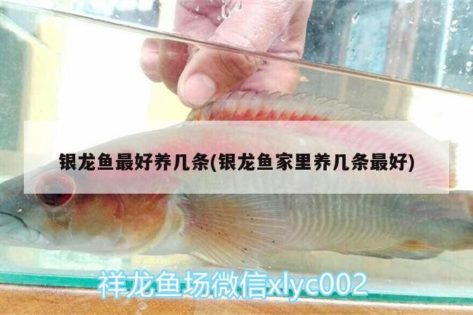 銀龍魚(yú)最好養(yǎng)幾條(銀龍魚(yú)家里養(yǎng)幾條最好)