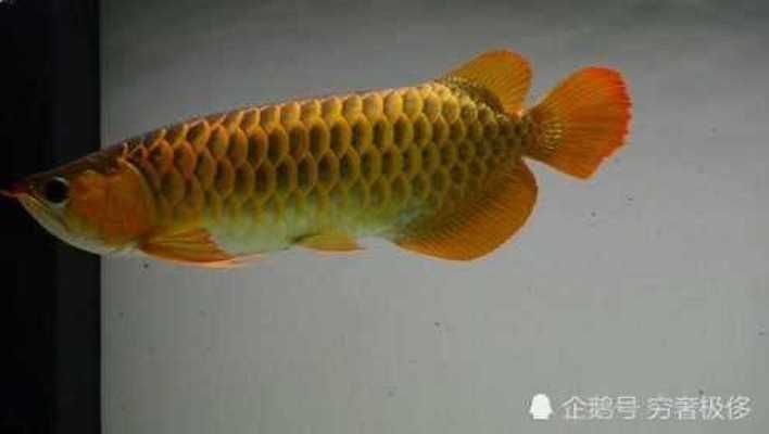 紅龍魚是橙紅色