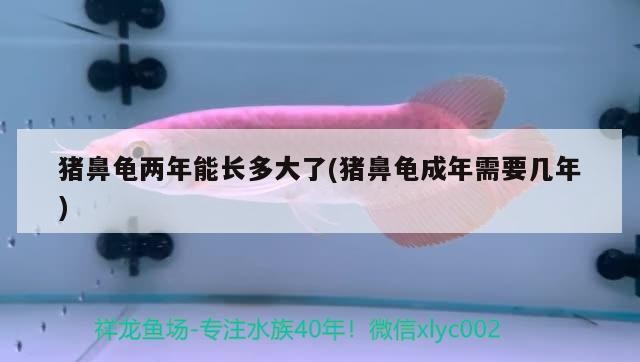 豬鼻龜兩年能長多大了(豬鼻龜成年需要幾年)