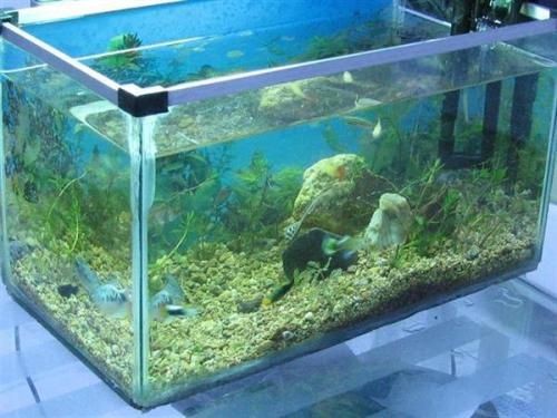 玻璃魚缸定做價格多少錢一個：玻璃魚缸定做價格