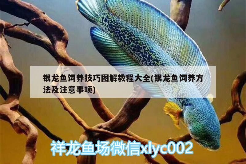 銀龍魚飼養技巧圖解教程大全(銀龍魚飼養方法及注意事項)