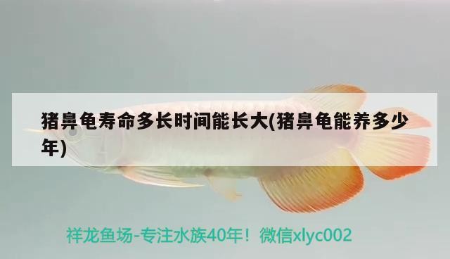 豬鼻龜壽命多長時間能長大(豬鼻龜能養多少年)