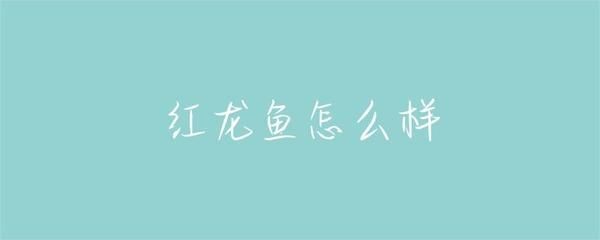 紅龍魚多長時間能紅燒好：紅燒紅龍魚的做法