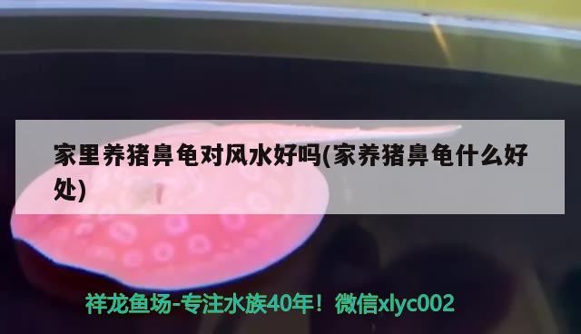 家里養豬鼻龜對風水好嗎(家養豬鼻龜什么好處)