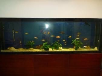 大興魚(yú)缸清洗公司：北京大興魚(yú)缸清洗公司