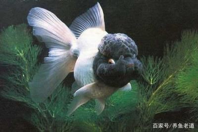 國內觀賞魚種類有哪些（國內觀賞魚的種類）